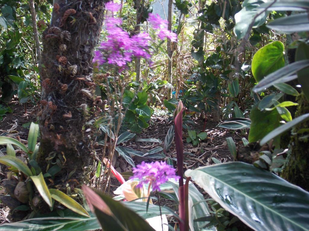 Hotel Las Orquideas モンテベルデ エクステリア 写真