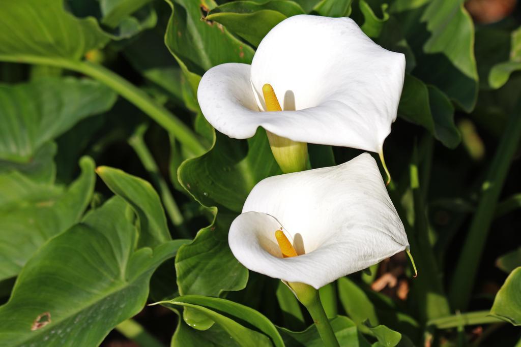 Hotel Las Orquideas モンテベルデ エクステリア 写真
