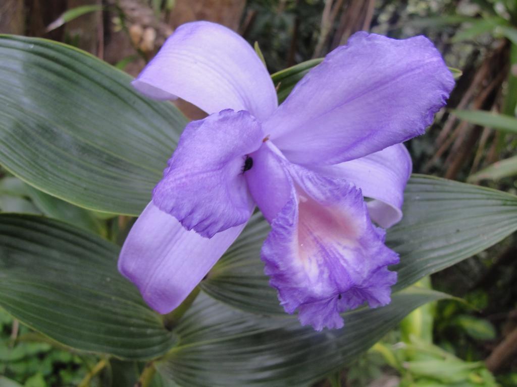 Hotel Las Orquideas モンテベルデ エクステリア 写真