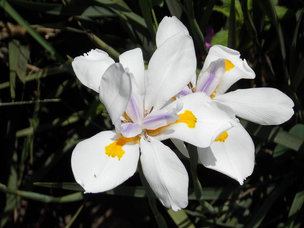 Hotel Las Orquideas モンテベルデ エクステリア 写真